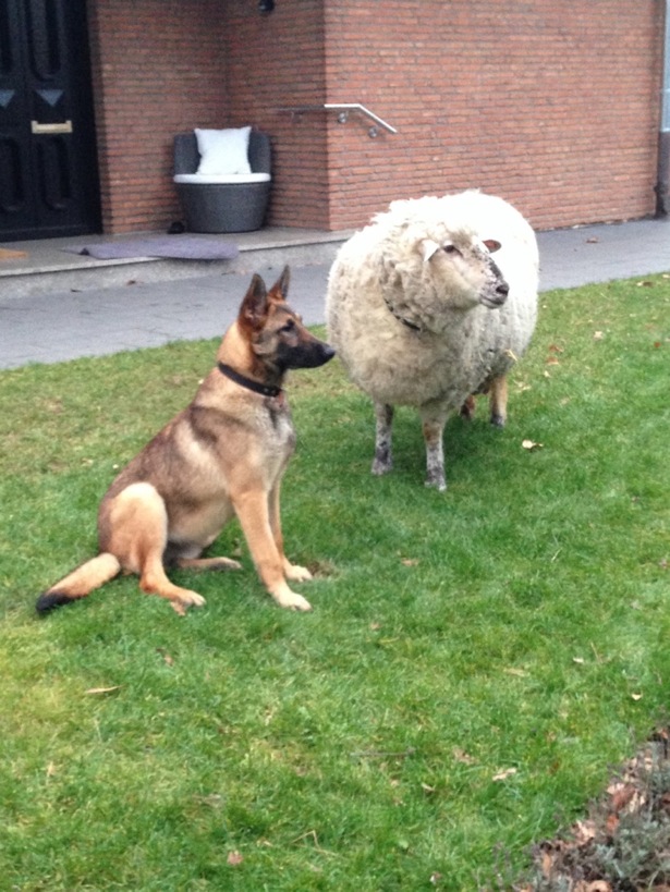 Moritz lernt vom besten Wach"hund"