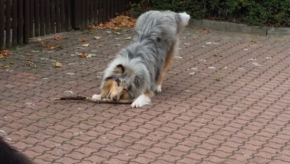 wollen wir Stöckchen spielen ??